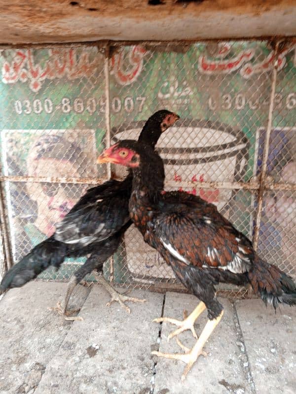 Mianwali cross breed chicks 2