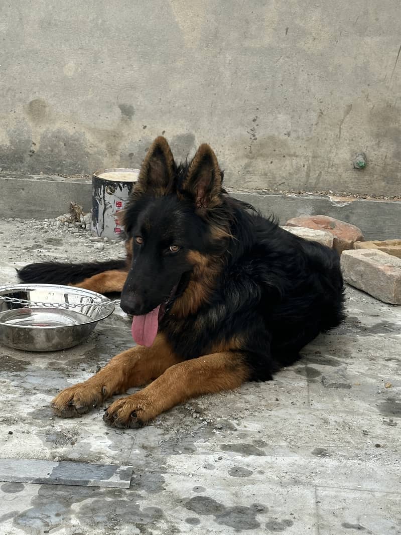 German Shepherd Black Mask Pedigree 0