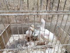 aseel | aseel heera chick | paper white aseel chicks| 4 chicks