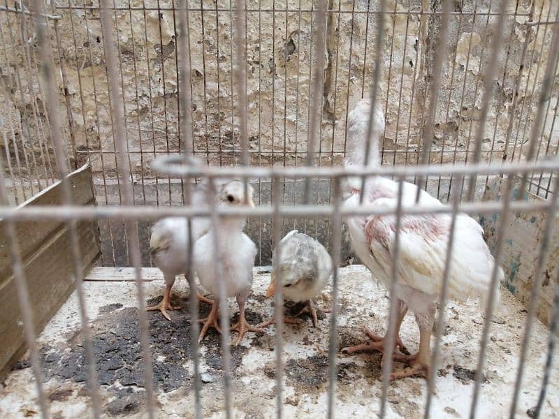 aseel | aseel heera chick | paper white aseel chicks| 4 chicks 1