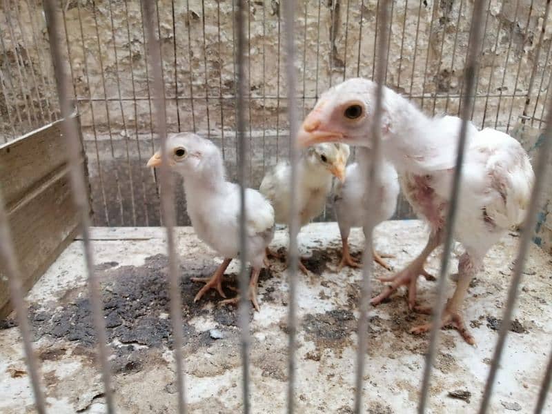 aseel | aseel heera chick | paper white aseel chicks| 4 chicks 2