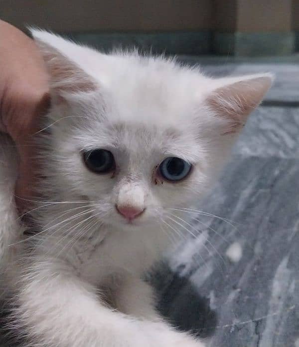 persian male cate double coat with odd eyes 0