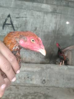 want to sell rooster