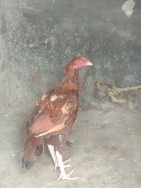 want to sell rooster 3