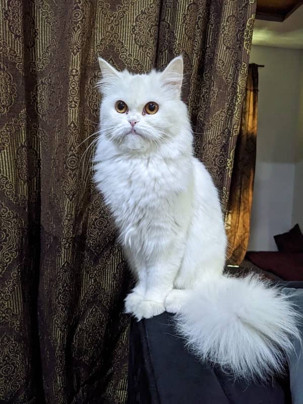 Persian female punch face cat age 9 months 0