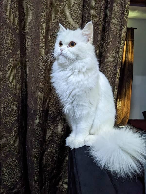 Persian female punch face cat age 9 months 2