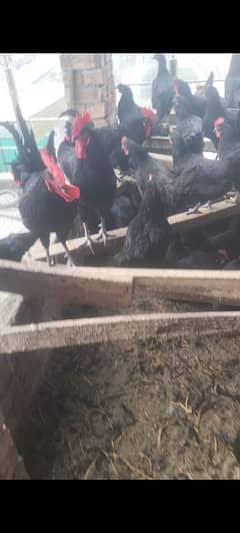 australorp