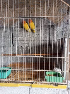 Latino parsanata breeder pair for sale