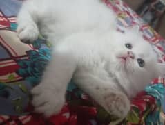 persian Kitten