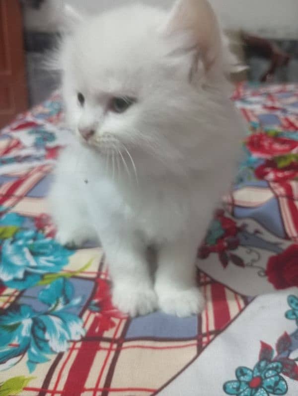 persian Kitten 1