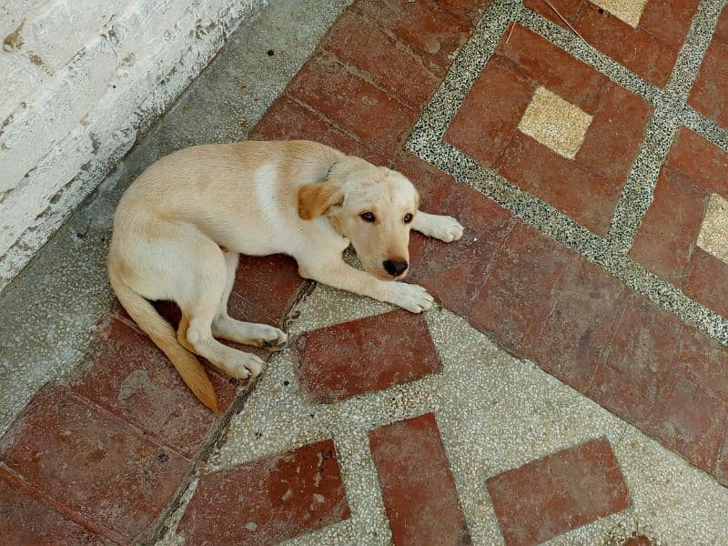 Labra Dog Male Age: 4 Months 0