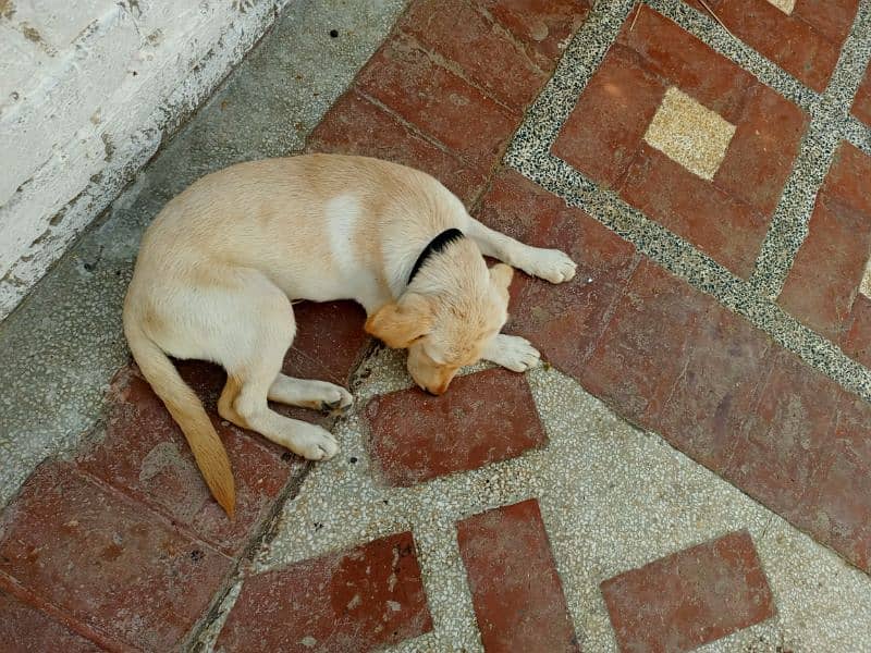 Labra Dog Male Age: 4 Months 1