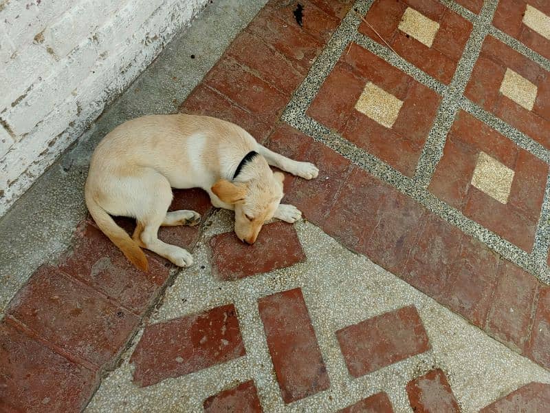 Labra Dog Male Age: 4 Months 2