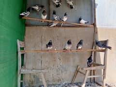 highflyer pigeons qabile kabutar