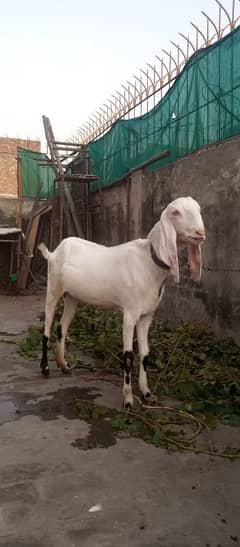 Rajanpure goat urgent for sale