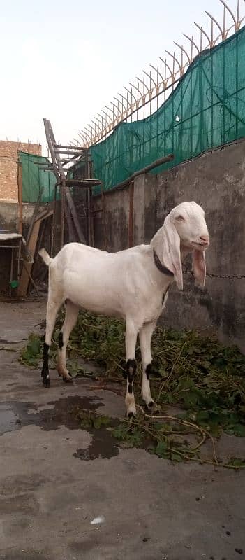 Rajanpure goat urgent for sale 0