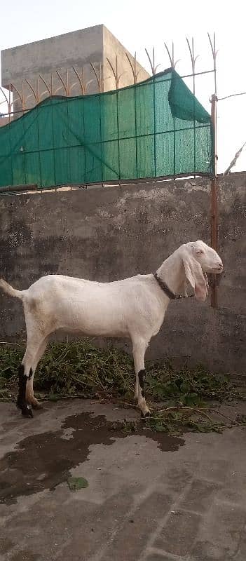 Rajanpure goat urgent for sale 1