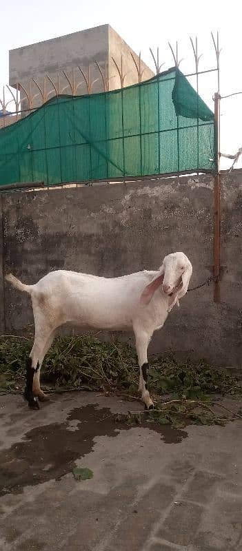 Rajanpure goat urgent for sale 2