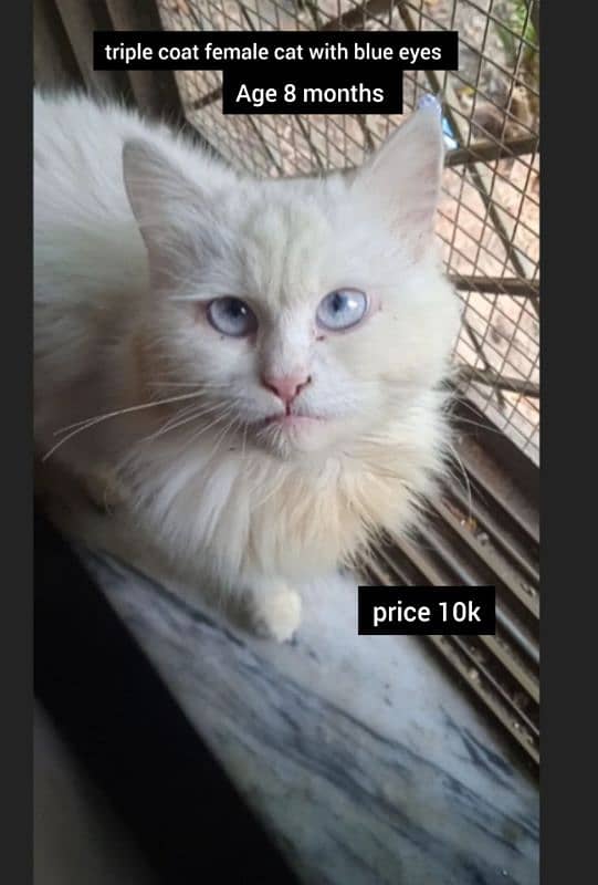 Big Cats With Triple cote and single cote for sale 0