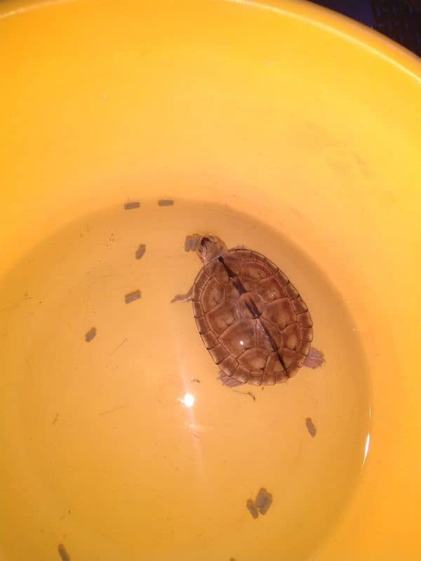 tinku the turtle 0