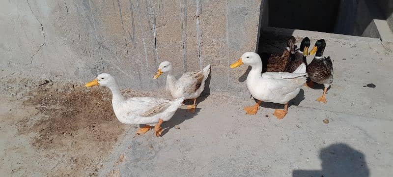 Breader Ducks 03352344882 0