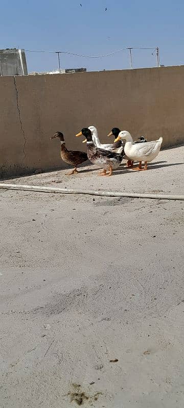 Breader Ducks 03352344882 3