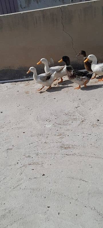 Breader Ducks 03352344882 6