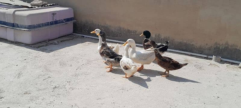 Breader Ducks 03352344882 7