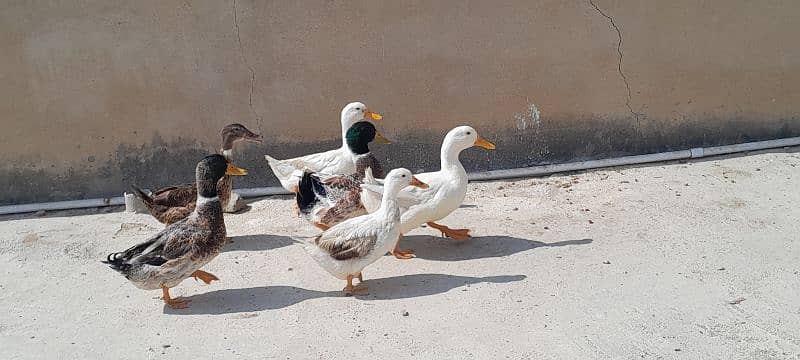 Breader Ducks 03352344882 8