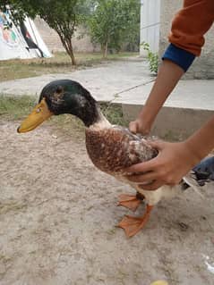 Ducks for sale