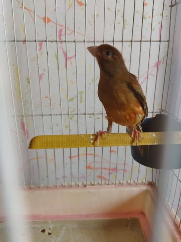 selling canary male 0