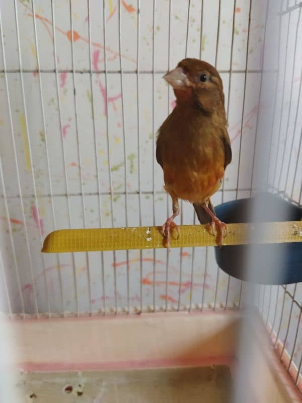 selling canary male 1