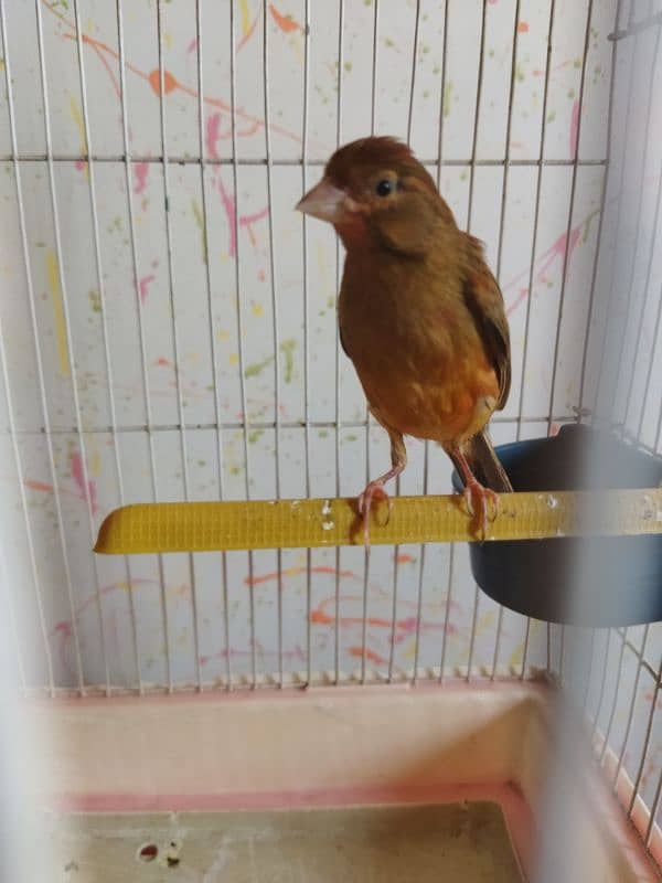 selling canary male 2