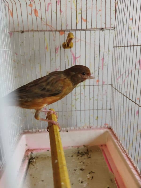 selling canary male 3