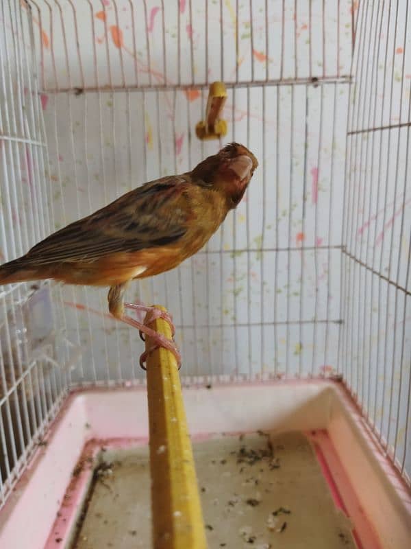 selling canary male 4