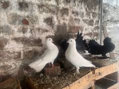 breeder  pairs with chicks and eggs