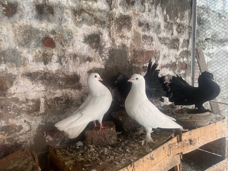 breeder  pairs with chicks and eggs 0