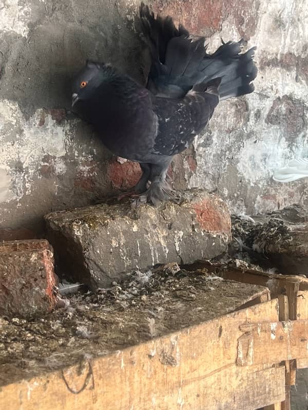 breeder  pairs with chicks and eggs 1