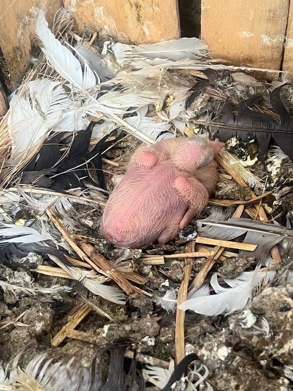 breeder  pairs with chicks and eggs 2