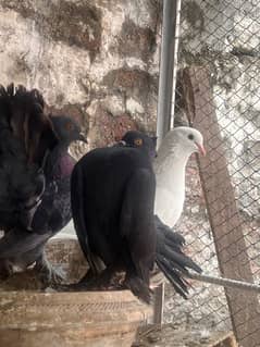 breeder  pairs with chicks and eggs