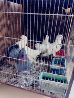 selling pigeons with cage ,, 2 pairs