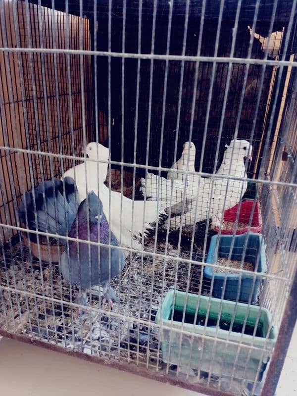 selling pigeons with cage ,, 2 pairs 0