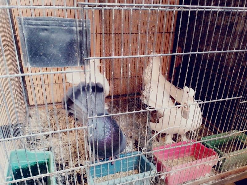 selling pigeons with cage ,, 2 pairs 1