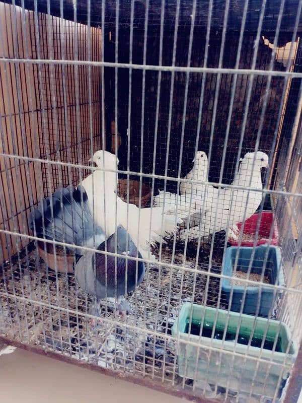 selling pigeons with cage ,, 2 pairs 2