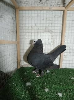 Black Mukhi female 0343/7119/466l