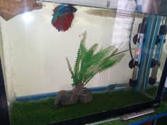 BETTA Fish Full setup For Sale