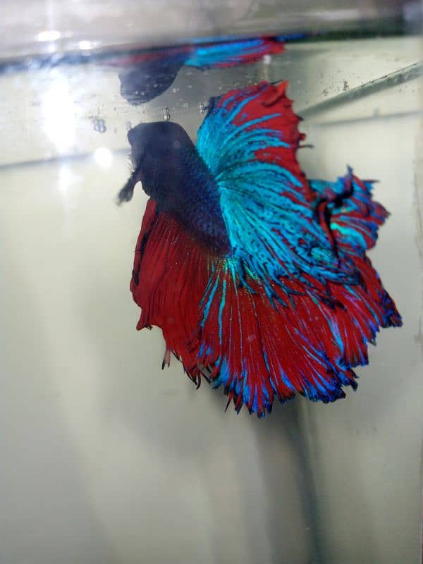 BETTA Fish Full setup For Sale 1