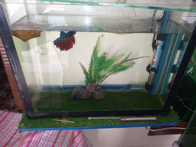 BETTA Fish Full setup For Sale 2