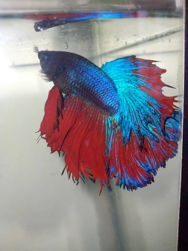 BETTA Fish Full setup For Sale 3