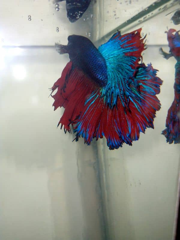 BETTA Fish Full setup For Sale 4